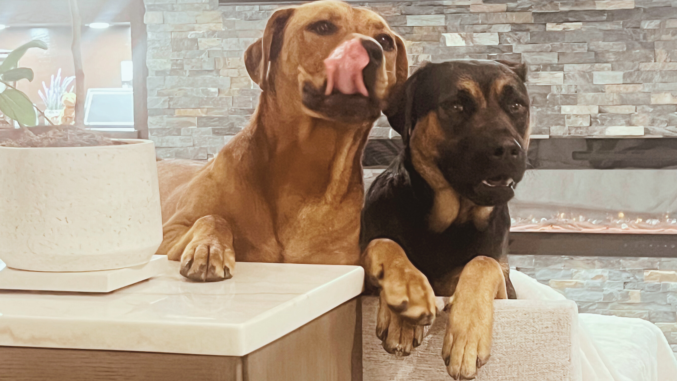 What Makes the Real Dog Bed Unique?