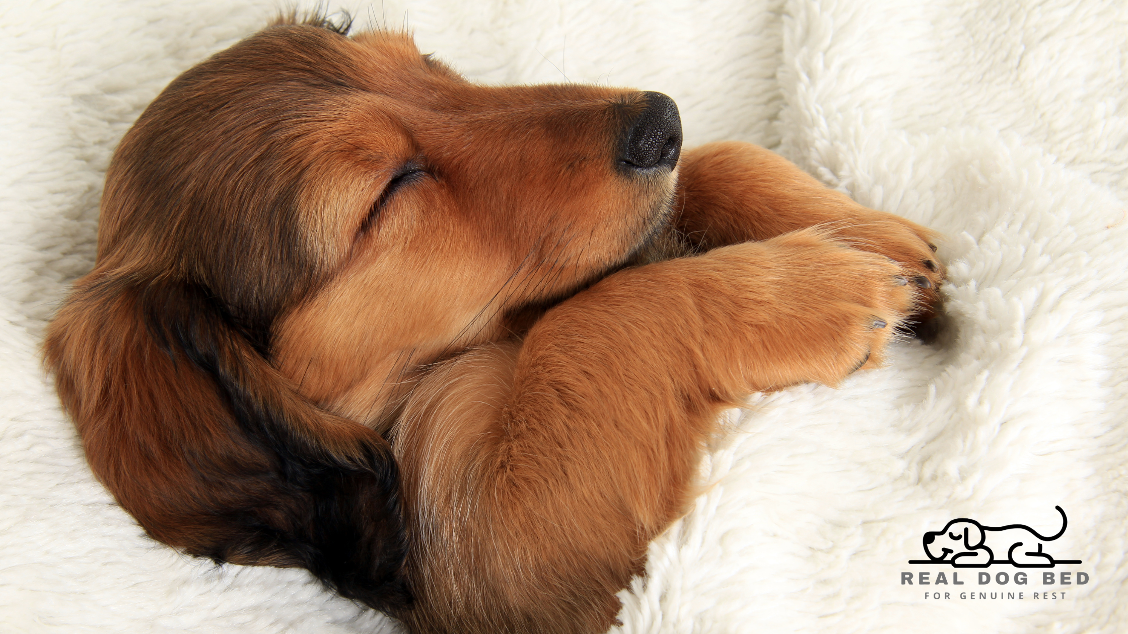 Why Your Dog's Bed Should Be Just as Thoughtful as Yours