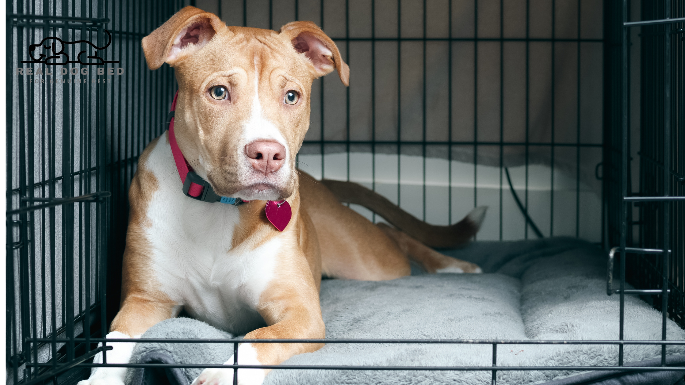From Crate to Comfort: Helping Dogs Transition to a Real Dog Bed