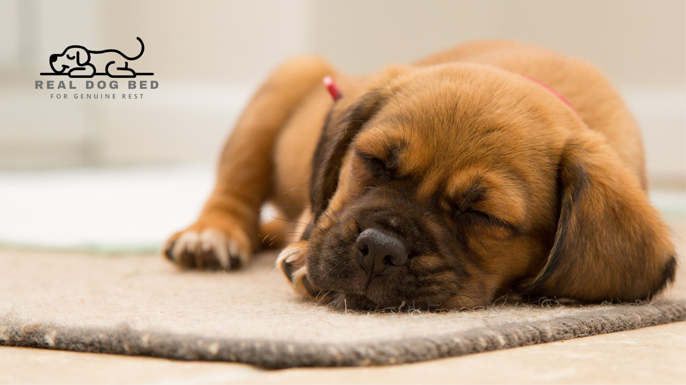 Why Your New Dog Keeps Sleeping on the Floor (And How to Change It)
