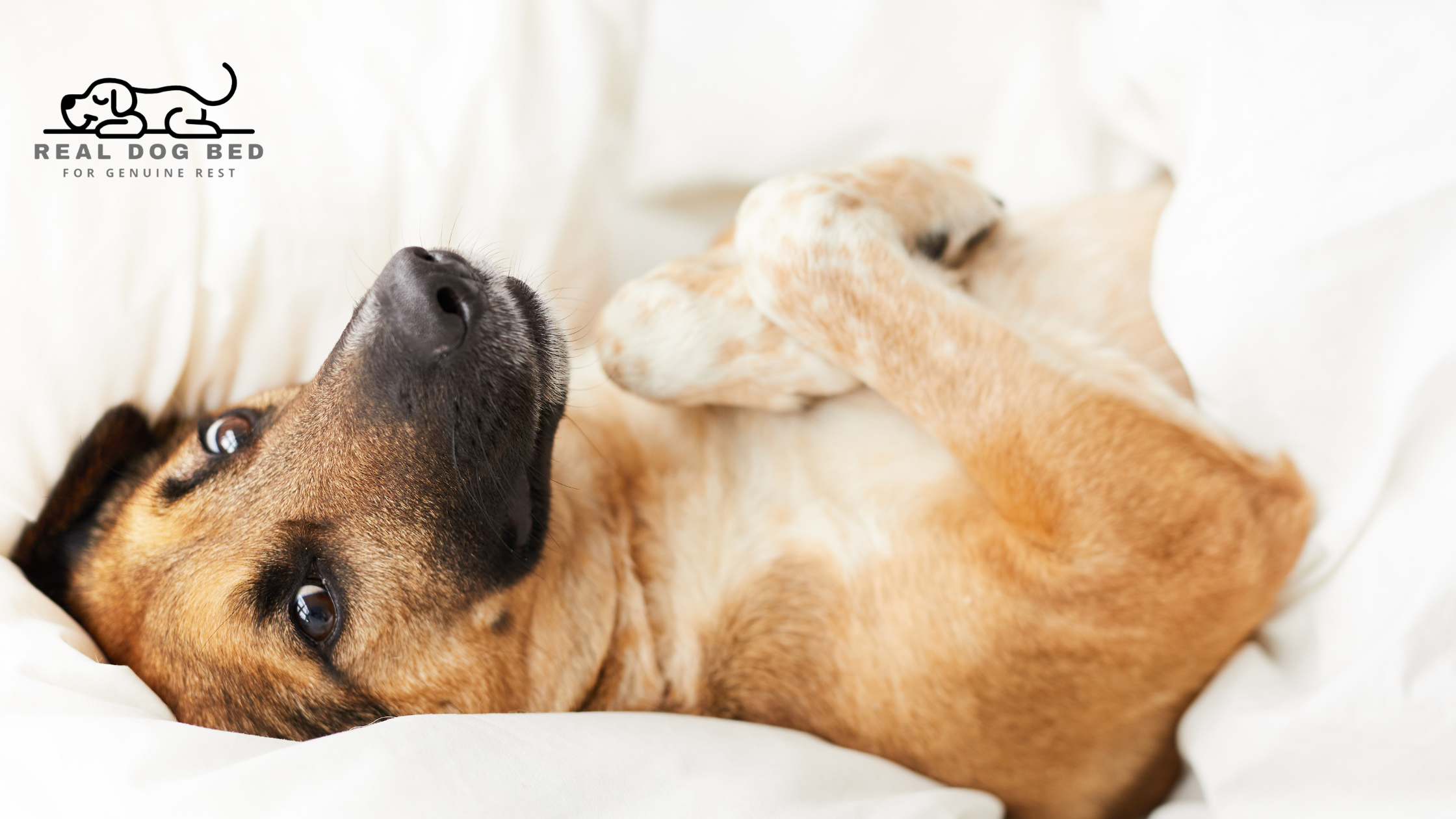 How a Quality Dog Bed Supports Your Dog’s Joints, Mind, and Mood