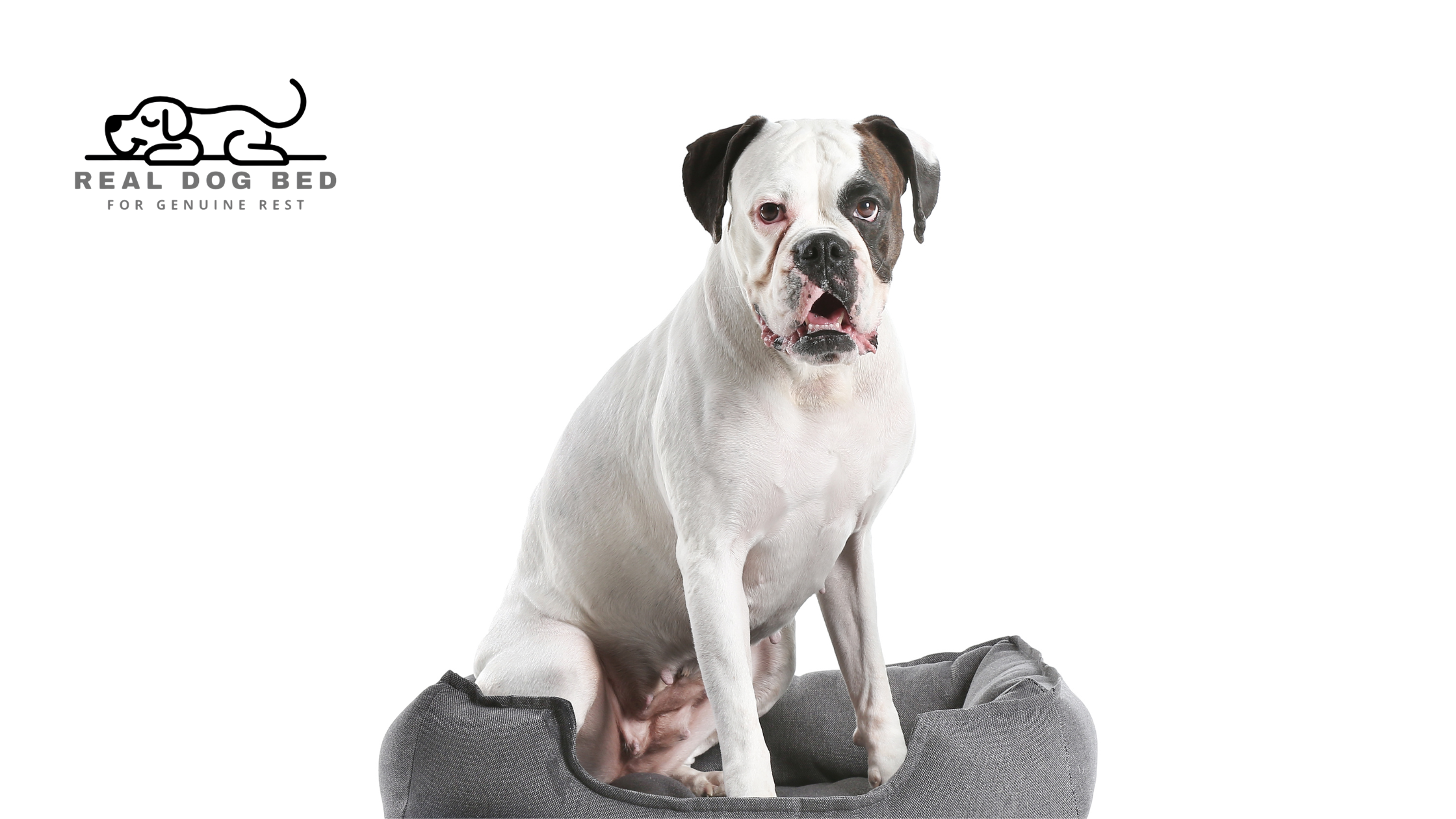Why Big Dogs Have Bigger Bed Needs (And What RDB Does About It)