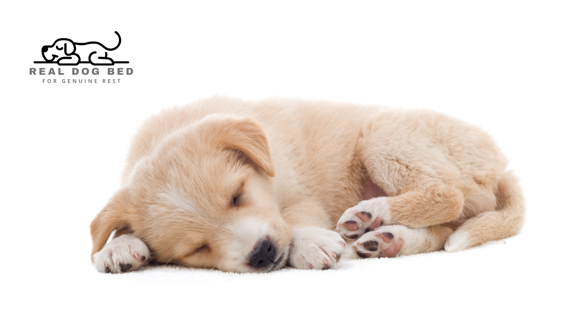 What Your Dog’s Sleeping Position Says About Their Personality