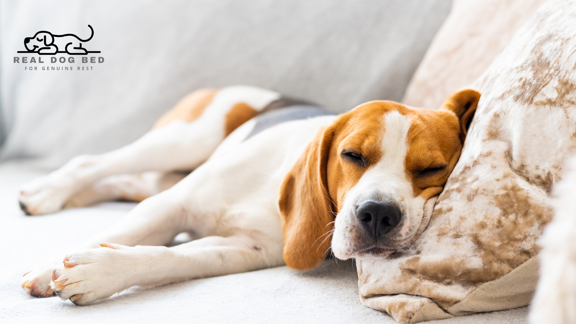 What to Do When Your Dog Refuses to Sleep on Their Bed