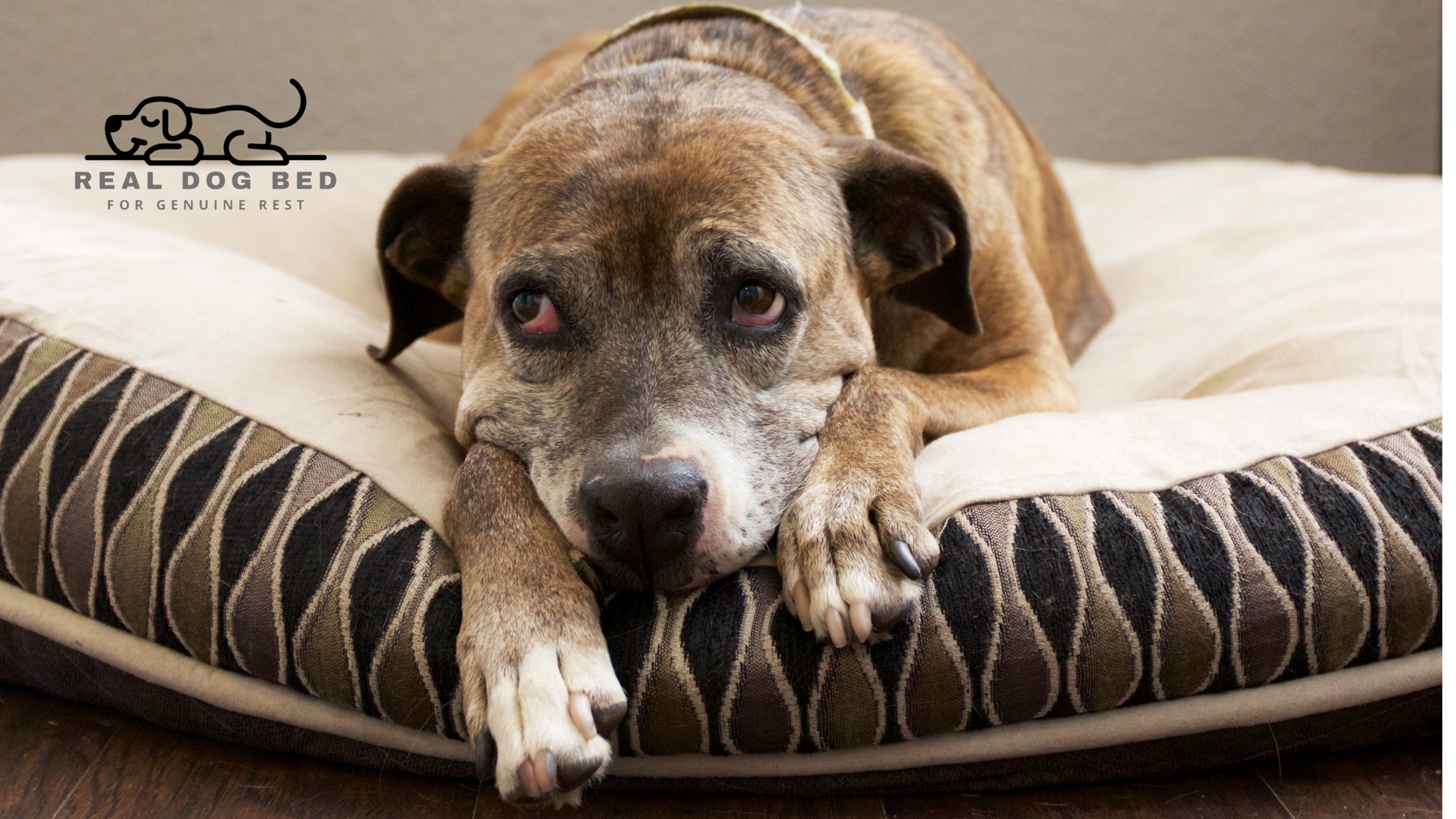 What Makes a Dog Bed Truly Orthopedic — and What Doesn’