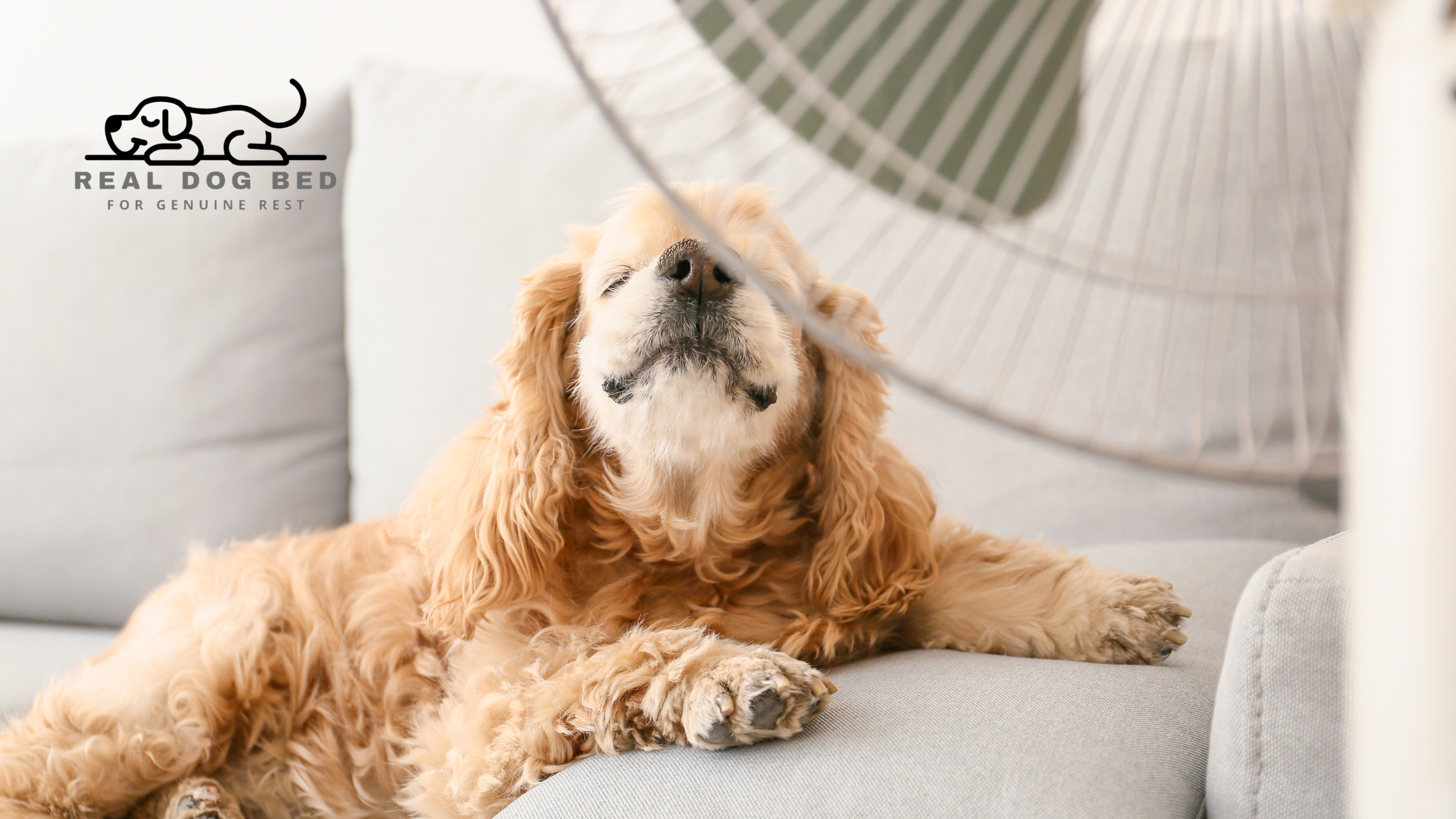 Hot Weather, Cool Beds: Summer Sleep Tips for Your Dog