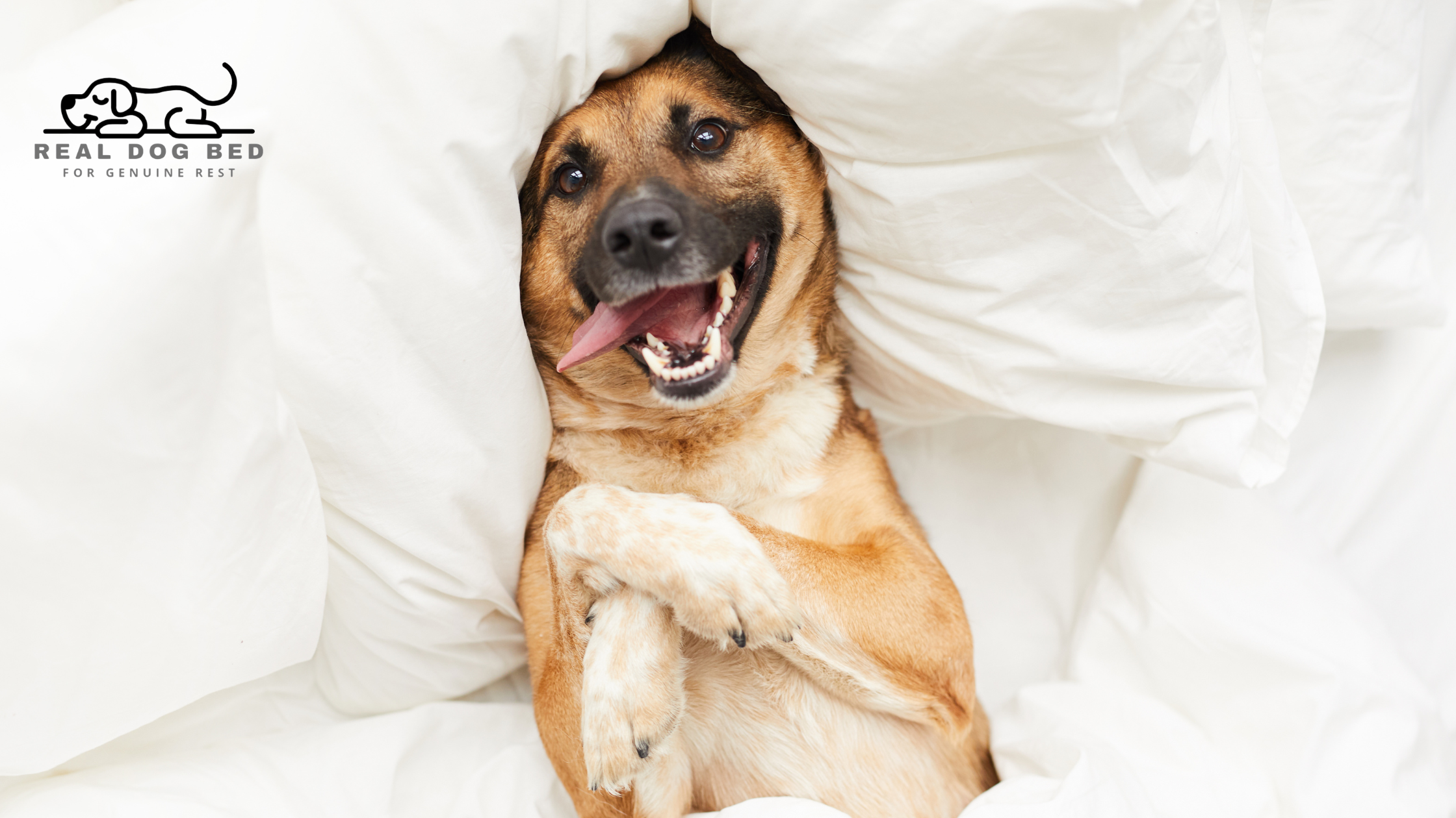 The Dog Bed Cleaning Guide: How to Keep It Fresh Without Stress