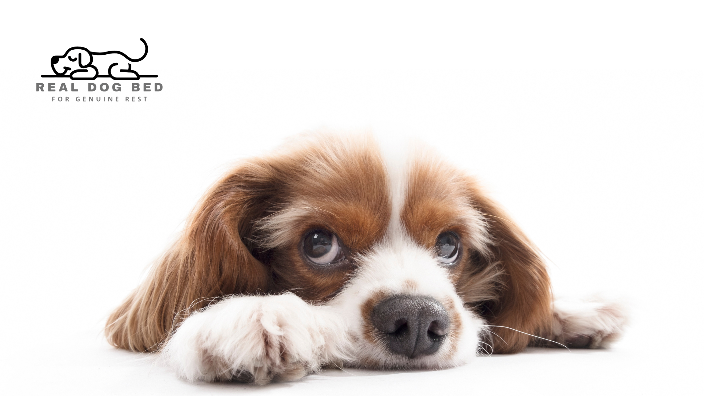 Your New Dog Checklist: Essentials You Actually Need (And What You Can Skip)