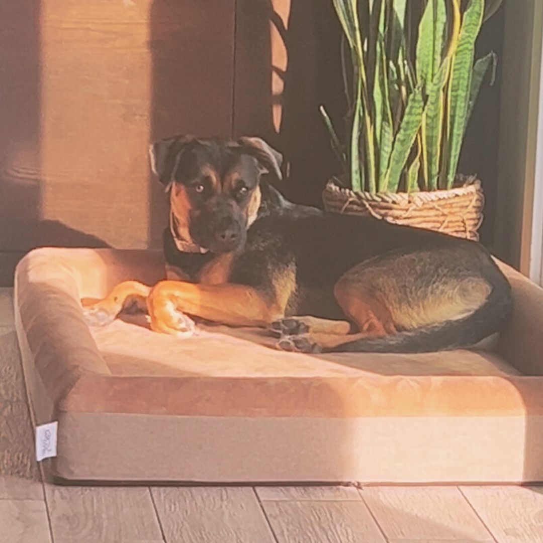 The Real Dog Bed XL - Essential Comfort