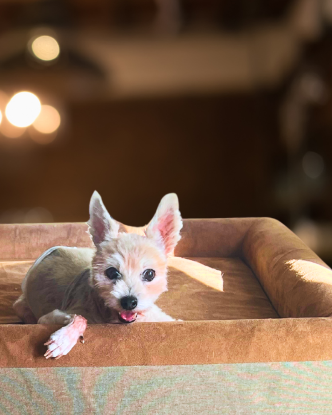 The Real Dog Bed XL - Essential Comfort